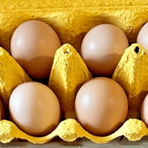 14 White Plymouth Rock Hatching Eggs